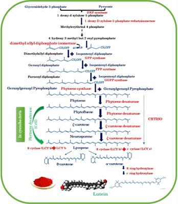 Microalgal lutein biosynthesis: Recent trends and challenges to enhance the lutein content in microalgal cell factories